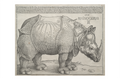 Main image Dürer / The Rhinoceros — Exhibition Print - 24 x 16