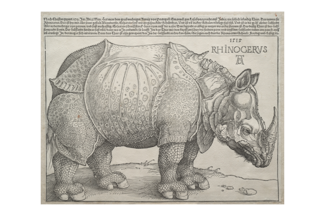 Main image Dürer / The Rhinoceros — Exhibition Print - 24 x 16
