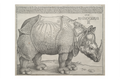 Main image Dürer / The Rhinoceros — Exhibition Print - 36 x 24