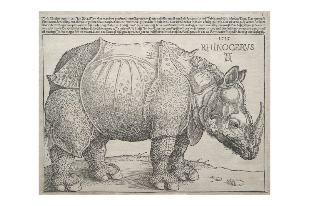 Main image Dürer / The Rhinoceros — Exhibition Print - 36 x 24
